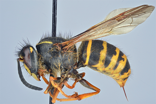 Dolichovespula saxonica